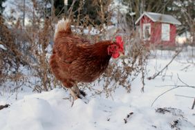 chicken roaming in the snow