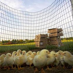 chicks