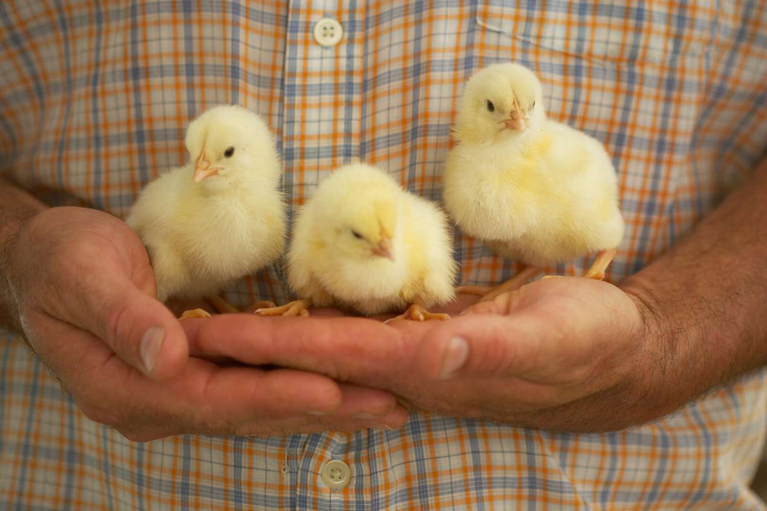 hands holding baby chicks