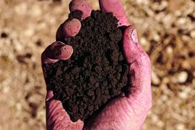 Handful of soil