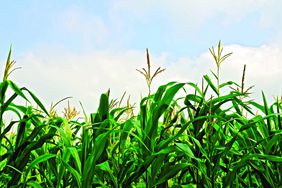 Healthycorn