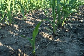 runt corn