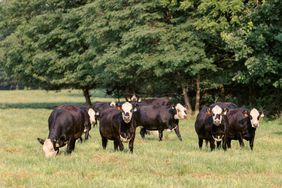 Black cows with white faces graze in a green pasture.