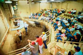 Aerial shot of a cattle auction. Cattle move through the pen below while a crowd observes from auditorium seats.