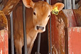 Light brown cow in a stall.