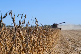 Soybean harvest