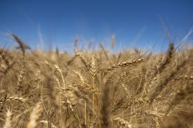 Wheat field closeup