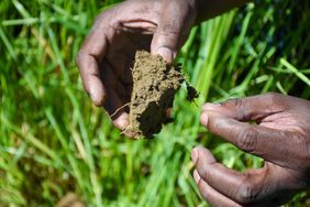 A black farmer holds a clump of soil