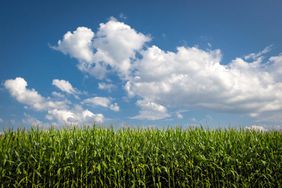 Corn grows tall against a blue sky with white fluffy clouds