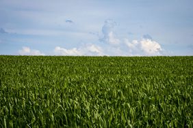Corn growing in July 2021