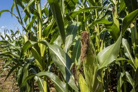 Corn growing in Maryland in the summer of 2021