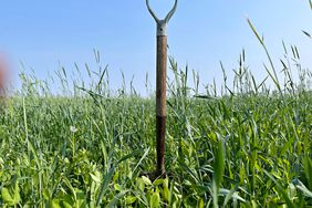 shovel with cover crops