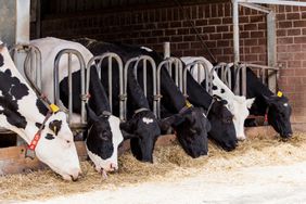 cows feeding