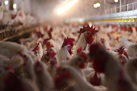 USDA -- A poultry farm in the United States