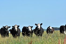 Black and white heifers in a field