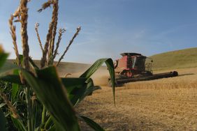 A case combine harvesting wheat on a hill.