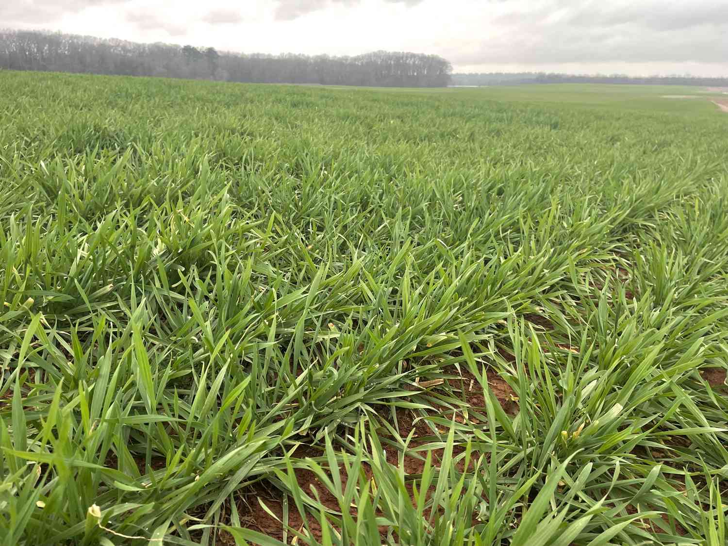 A field of green winter wheat 