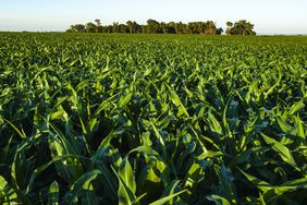 A green field of corn on a summer day with a timber in the background
