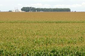 CornField-WideShot