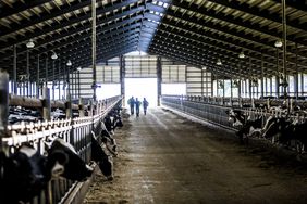 Cows grazing in dairy farm