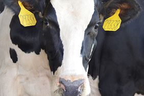Dairy organizations work to keep milk flowing