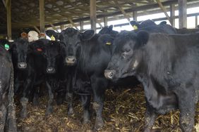 Crossbred feeders
