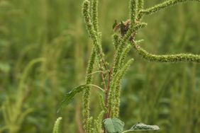 Palmer amaranth