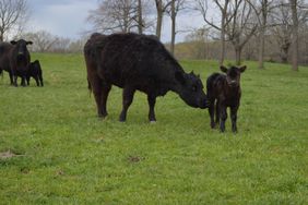 Angus cow with calf on pasture.