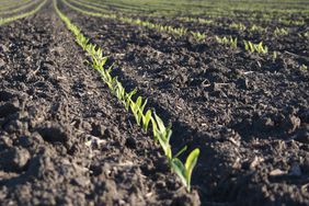 EmergingCorn3-CloseUp