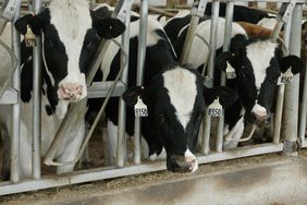 iowa-dairy-farm