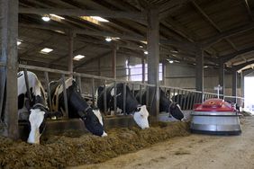 Holstein dairy cows eating grass silage in a milking barn.