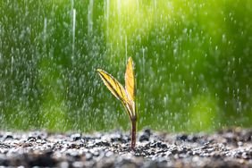 Victrato contains Tymirium technology, a high-performance, low dose active ingredient innovation, say Syngenta officials.
