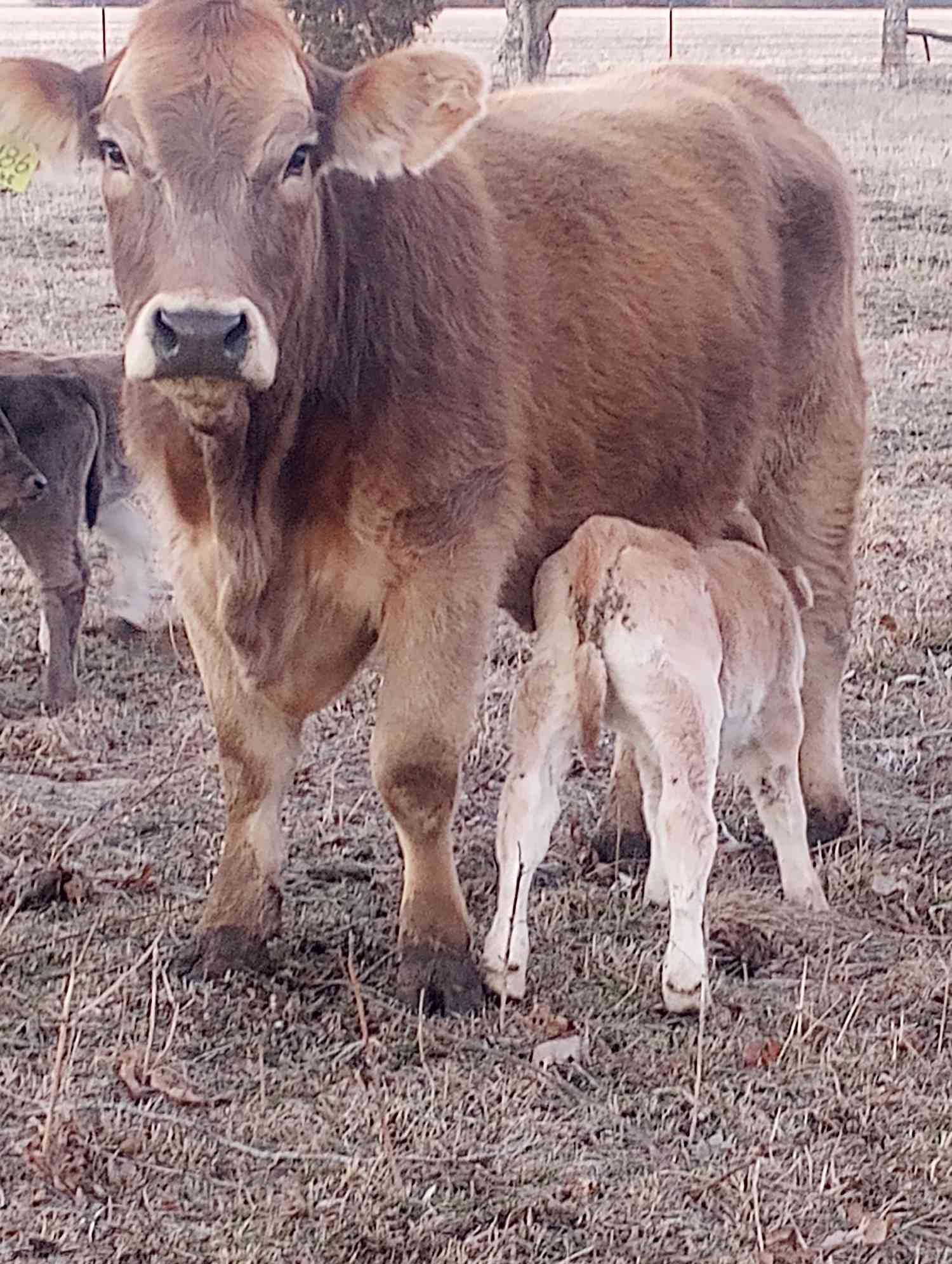 A Braunvieh cow with calf