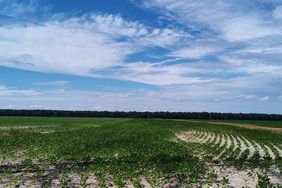 Tennessee soybean field