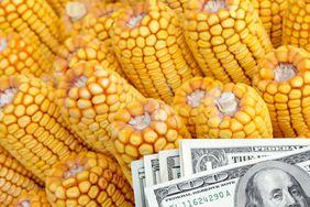 corn-pile-money