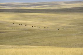 Black cattle grazing in a large golden pasture