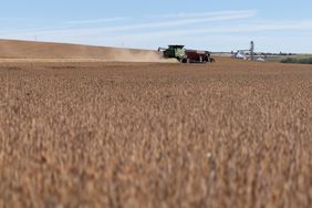 An Iowa soybean harvest in October