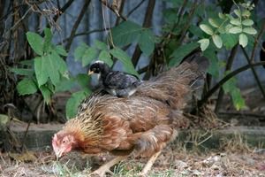 LCL Image: Laying eggs of their own