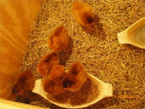 LCL Image: Feeding time