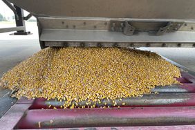 Matt-Miles-Corn-Harvest-2021