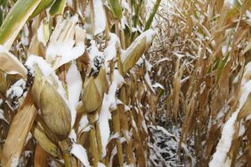 Corn in the field with snow.