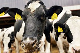A few of the 300 cows at Salentine Homestead Dairy.