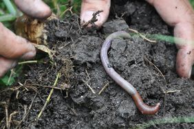 Soil-Health-Earthworm-USDA