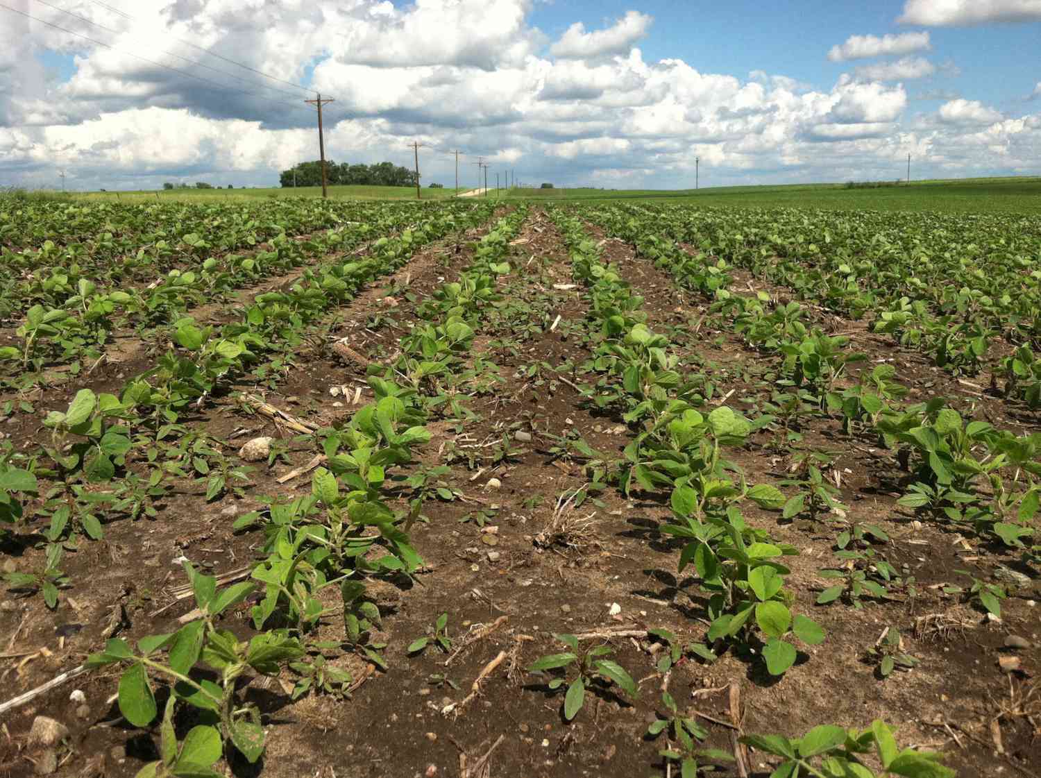 SoybeanField2-WideShot.jpg