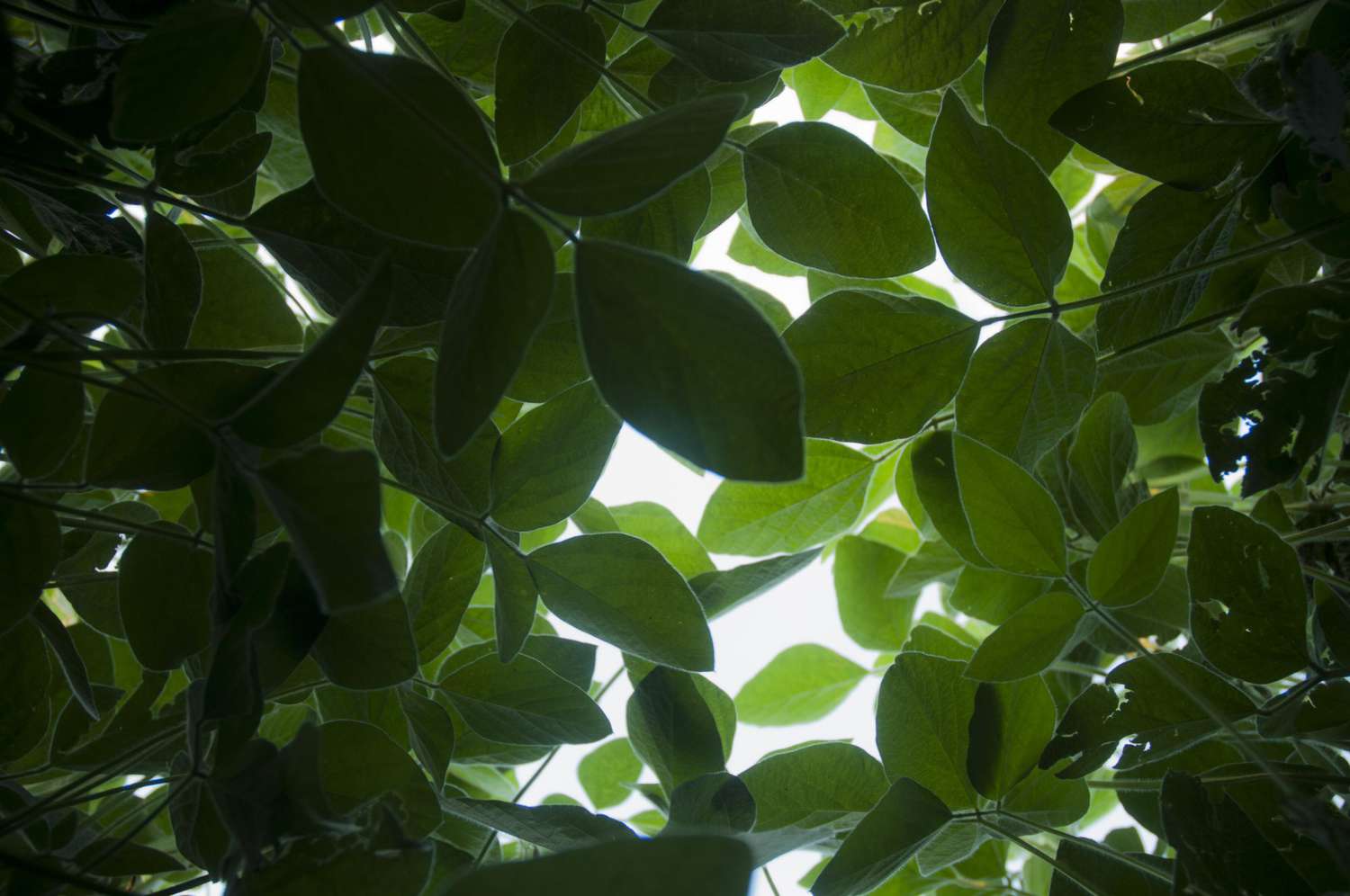 Soybean leaves under the canopy.
