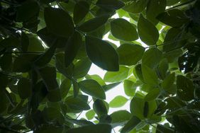 Soybean leaves under the canopy.