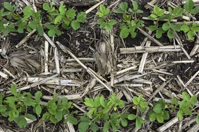 A birds eye view of a no-till soybean field.