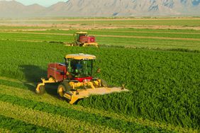 Two of New Holland's Speedrower Plus windrowers in the field.