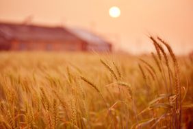Wheat Wheat Fields