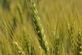 Purchase includes two Group 2 postemergence herbicides.
